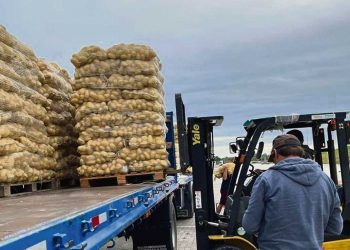 La cosecha de otoño debería corregir a la baja el precio de la papa
