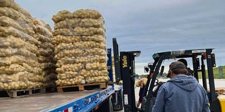 La cosecha de otoño debería corregir a la baja el precio de la papa