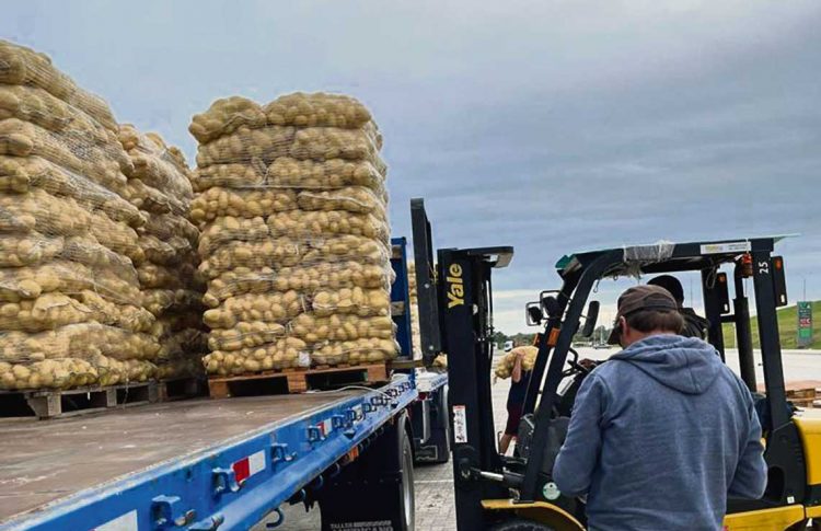 La cosecha de otoño debería corregir a la baja el precio de la papa