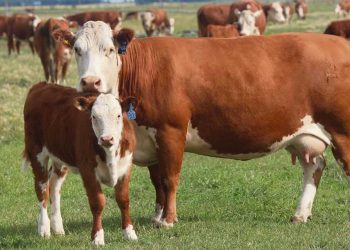Aunque sin porcentajes firmes la caída de las preñeces de las vacas será importante
