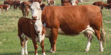 Aunque sin porcentajes firmes la caída de las preñeces de las vacas será importante