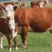 Aunque sin porcentajes firmes la caída de las preñeces de las vacas será importante