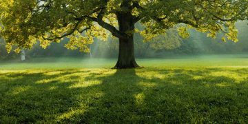 Elogio de la gratitud