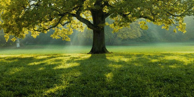 Elogio de la gratitud