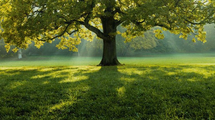 Elogio de la gratitud