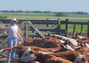El viernes comienza la Expo Nacional Hereford, la más importante de América