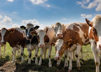 Ricardo Sosa: “China especula mientras Australia y Brasil lideran la oferta mundial de carne”