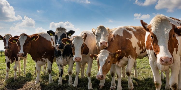 Ricardo Sosa: “China especula mientras Australia y Brasil lideran la oferta mundial de carne”