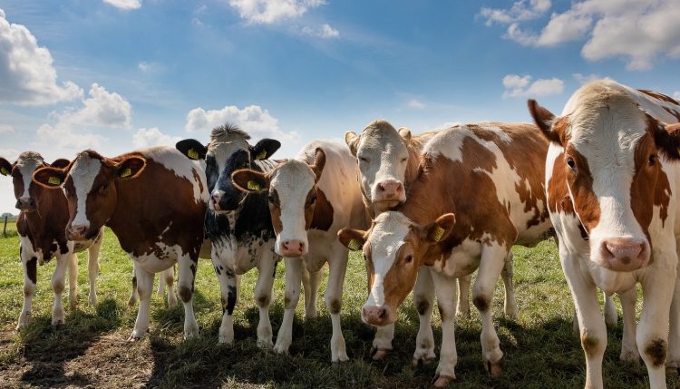 Ricardo Sosa: “China especula mientras Australia y Brasil lideran la oferta mundial de carne”