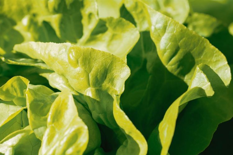 Tu lista inteligente: frutas y verduras de estación.