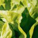 Tu lista inteligente: frutas y verduras de estación.