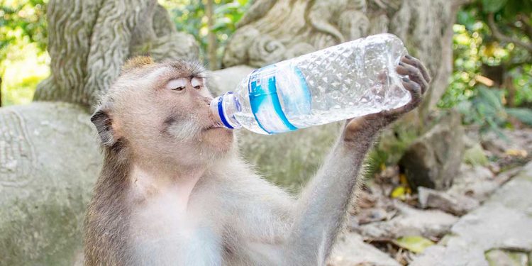 El agua salada y una globalidad que atonta al hombre