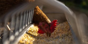 Dosis para la gripe aviar llegaron “fuera del rango de temperatura” y retrasan vacunación