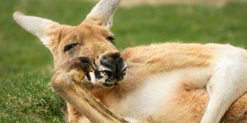 Australia: consultorías al gobierno y privatizaciones “a escondidas”