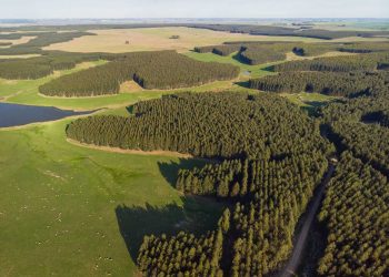 El impacto de la forestación sobre los cursos de agua en tiempos de sequía