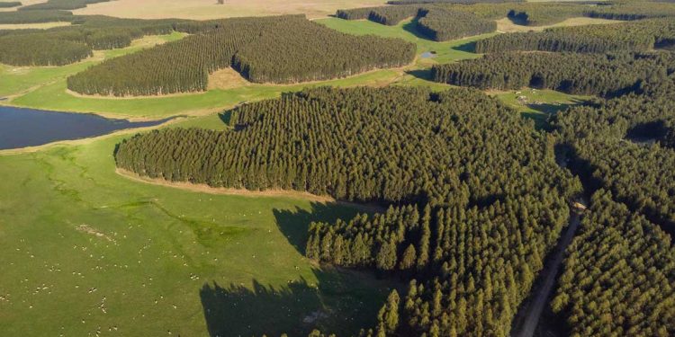 El impacto de la forestación sobre los cursos de agua en tiempos de sequía