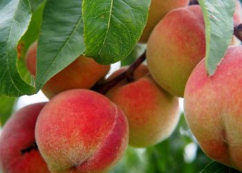 Durante junio se realizará el Registro Nacional Frutihortícola
