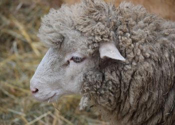 Esa semana el promedio de la lana subió 14 centavos, pero sigue a un valor deprimido