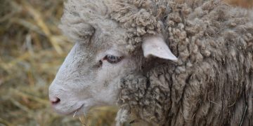 Esa semana el promedio de la lana subió 14 centavos, pero sigue a un valor deprimido