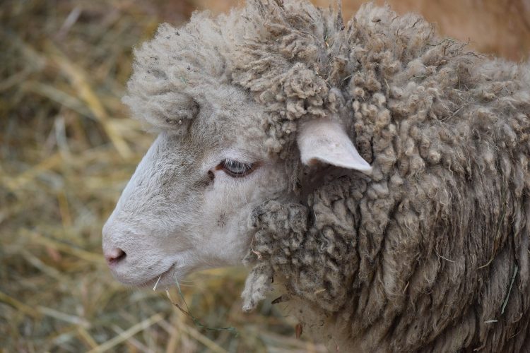Esa semana el promedio de la lana subió 14 centavos, pero sigue a un valor deprimido