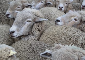 La calidad empujó los precios de la lana hacia abajo