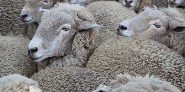 La calidad empujó los precios de la lana hacia abajo