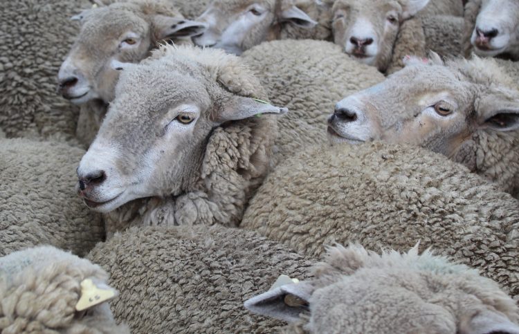 La calidad empujó los precios de la lana hacia abajo