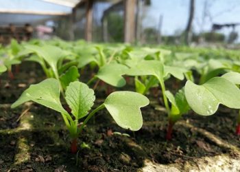Día Internacional de la Sanidad Vegetal