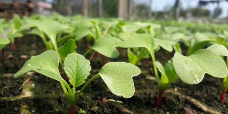 Día Internacional de la Sanidad Vegetal