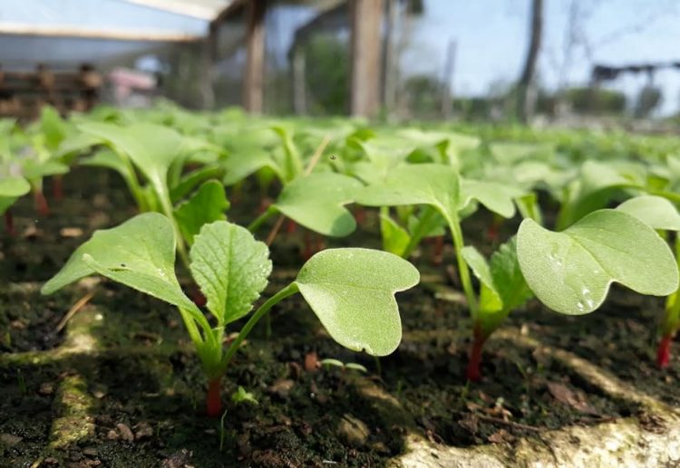 Día Internacional de la Sanidad Vegetal