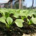 Día Internacional de la Sanidad Vegetal
