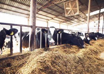 Tamberos buscan una salida al conflicto de Conaprole