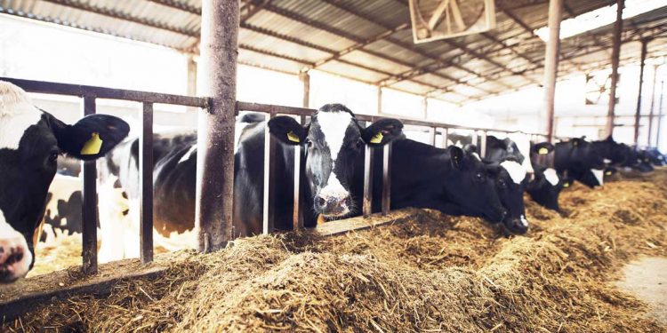 Tamberos buscan una salida al conflicto de Conaprole