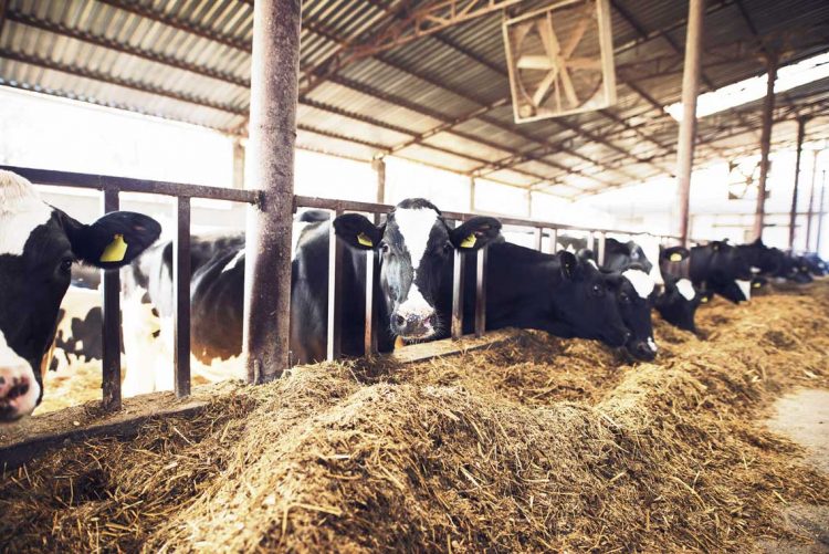 Tamberos buscan una salida al conflicto de Conaprole