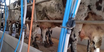 A pesar de la baja en el promedio de los lácteos, los precios internacionales transitan un año estable.