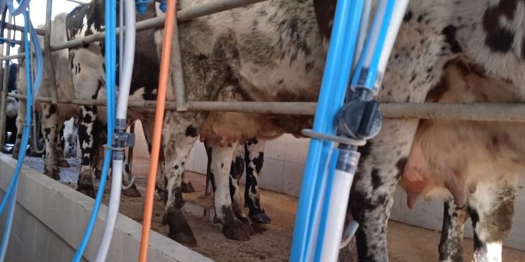 A pesar de la baja en el promedio de los lácteos, los precios internacionales transitan un año estable.