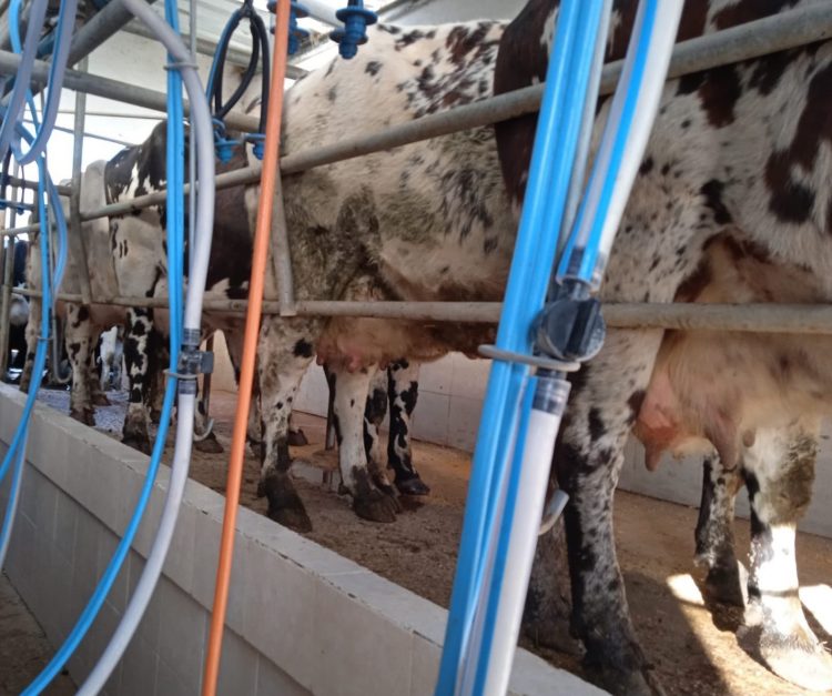 A pesar de la baja en el promedio de los lácteos, los precios internacionales transitan un año estable.