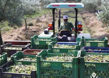 La olivicultura nacional aporta a una mejor imagen de país