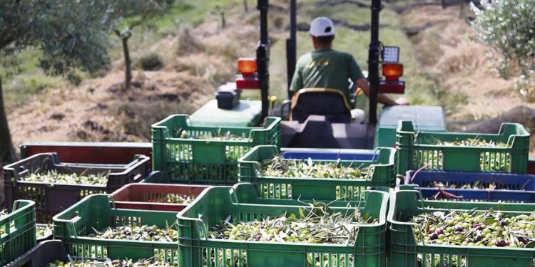 La olivicultura nacional aporta a una mejor imagen de país