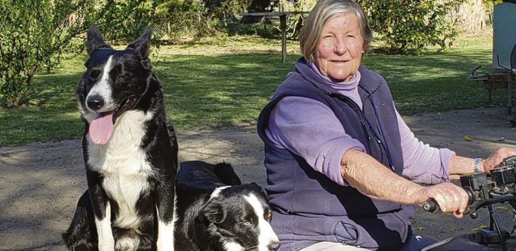 Sociedad de Criadores de Border Collie
