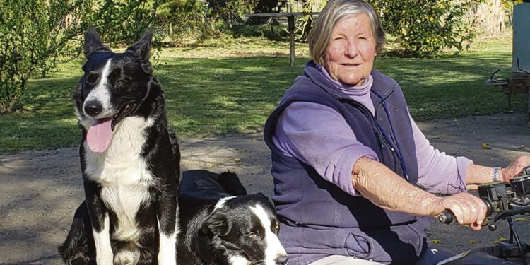 Sociedad de Criadores de Border Collie