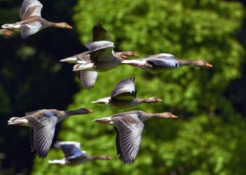 Francia reportó “resultados alentadores para la vacunación de patos contra la gripe aviar”