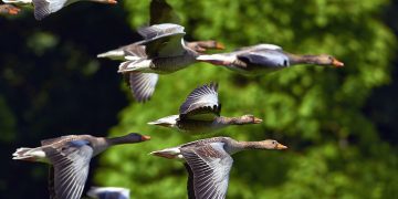Francia reportó “resultados alentadores para la vacunación de patos contra la gripe aviar”