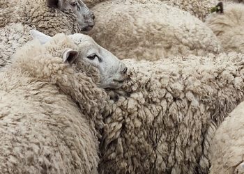 El 79% de los productores de lana no han tenido ventas durante la zafra que finaliza