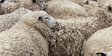 El 79% de los productores de lana no han tenido ventas durante la zafra que finaliza