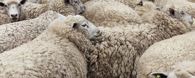El 79% de los productores de lana no han tenido ventas durante la zafra que finaliza