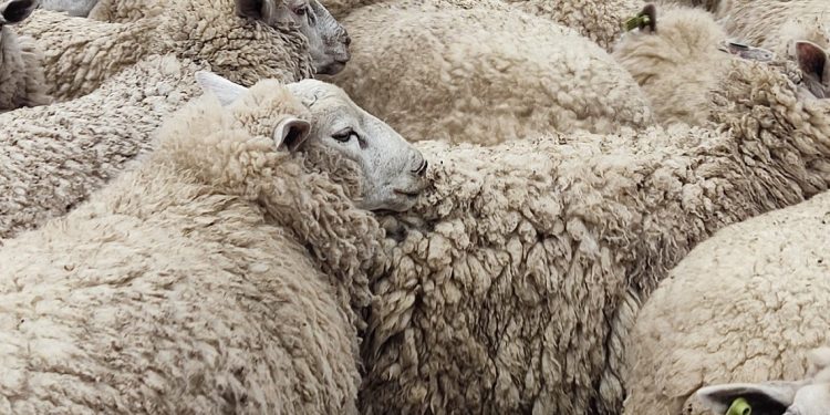 El 79% de los productores de lana no han tenido ventas durante la zafra que finaliza