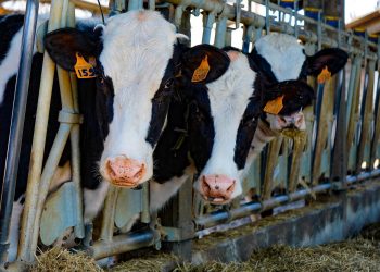 El promedio de Fonterra se ubicó en US$ 3.399