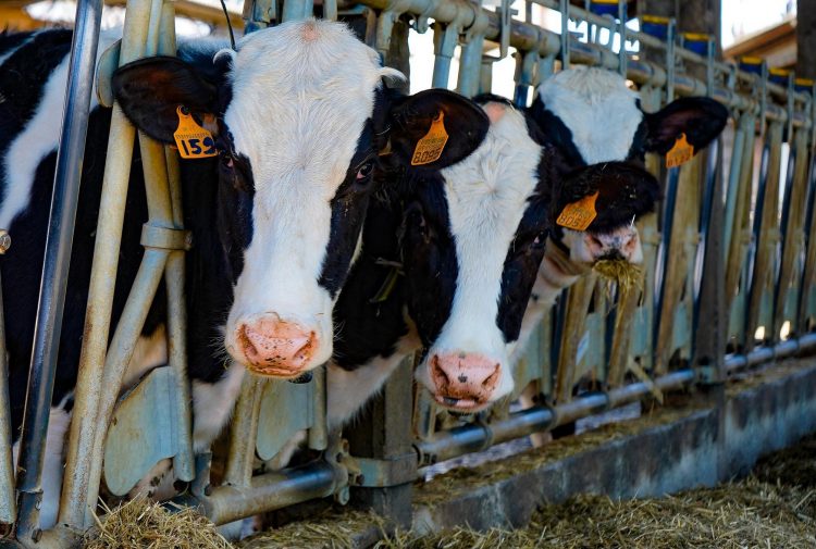 El promedio de Fonterra se ubicó en US$ 3.399