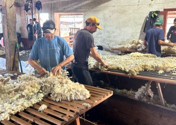 Subió la lana, pero los precios continúan deprimidos
